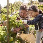 The Most Complete Video Guide For Growing Tomatoes